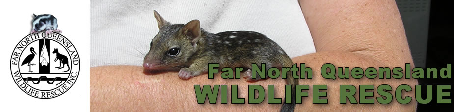 01-Quoll