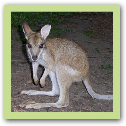 Agile Wallaby