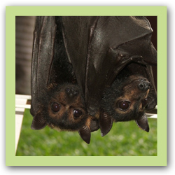 Spectacled Flying Foxes