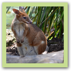 Red Legged Pademelon