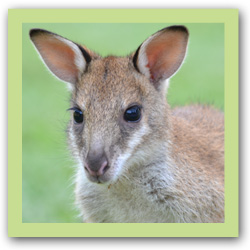 Norbit - Agile Wallaby Joey