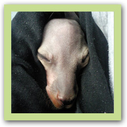 Orphaned Eastern Grey Kangaroo