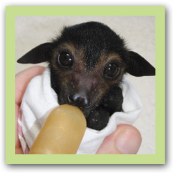 Orphaned Spectacled Flying Fox