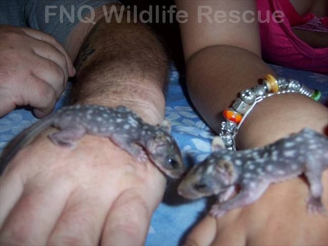 Northern Quoll orphans