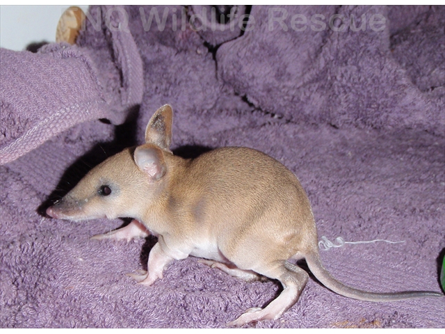 Long Nosed Bandicoot