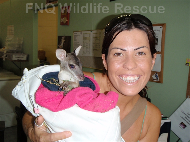 Agile Wallaby