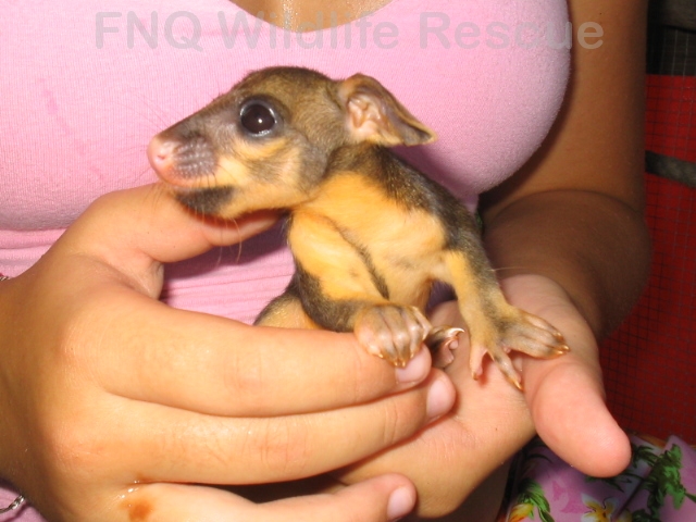 Brushtail Possum Joey