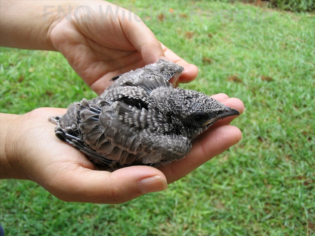 Black faced Cuckoo Shrike