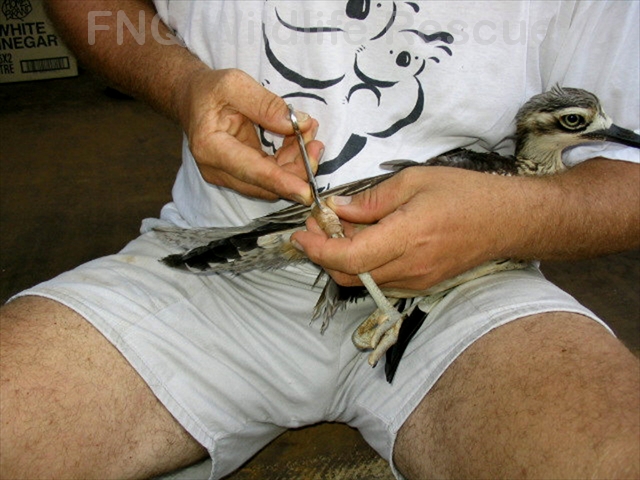 Curlew operation