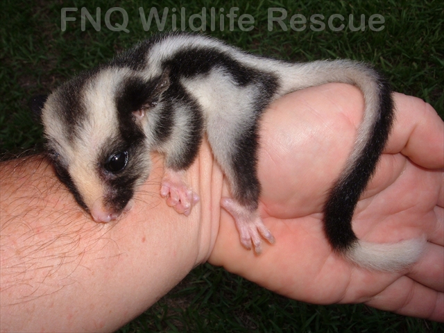 Striped Possum