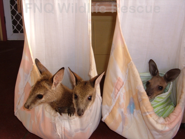 Agile Wallaby & Eastern Grey Kangaroo Joeys