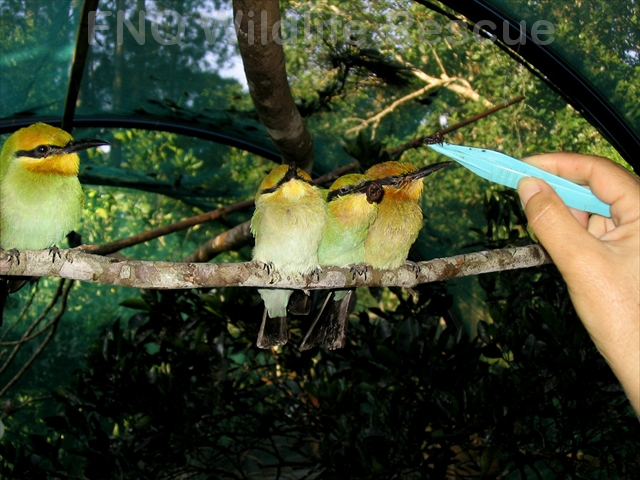 Feeding Bee eaters