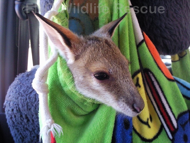 Gus the Agile Wallaby
