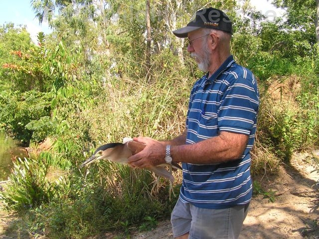 Nanking Heron Release