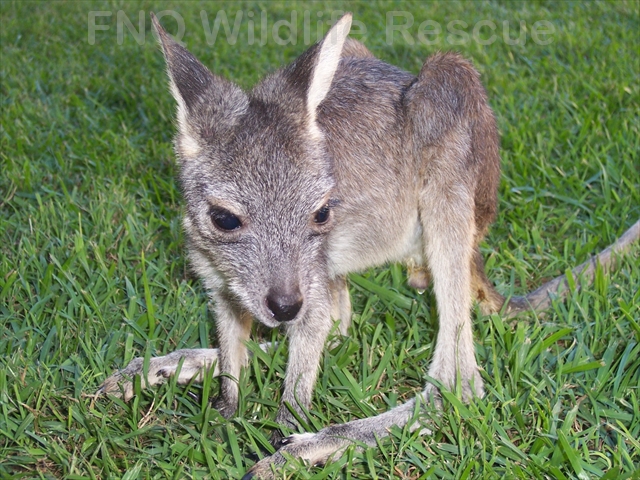 Common Wallaroo Joey