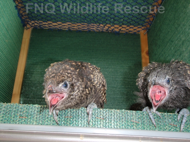 Pheasant Coucal Chicks