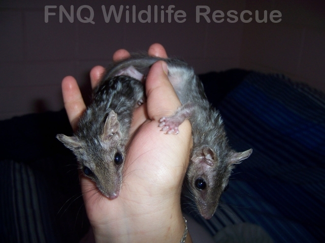 Northern Quoll orphans
