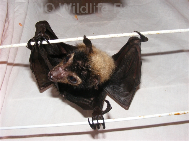 Spectacled Flying Fox pup