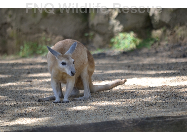 Northern Nailtail Wallaby