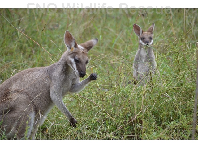 Wild Whiptail Wallaby with Joey at foot
