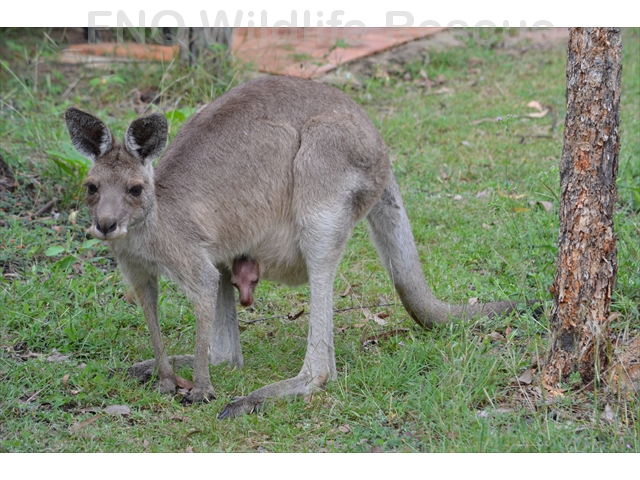 Wild Eastern Grey Kangaroo with Joey
