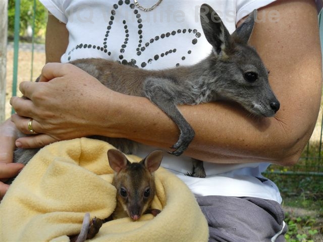 Wallaroo and Red legged pademelon Joeys of similar age  