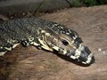 Lace Monitor