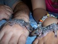 Northern Quoll orphans