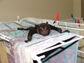 Spectacled Flying Fox