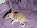 Long Nosed Bandicoot