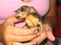 Brushtail Possum Joey