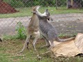 Agile Wallaby & Common Wallaroo sparring