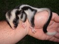 Striped Possum