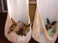 Agile Wallaby & Eastern Grey Kangaroo Joeys