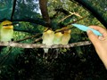 Feeding Bee eaters
