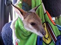 Gus the Agile Wallaby