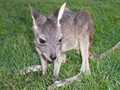 Common Wallaroo Joey