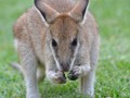 Norbit the Agile Wallaby