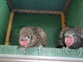 Pheasant Coucal Chicks