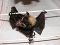 Spectacled Flying Fox pup
