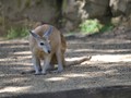 Northern Nailtail Wallaby