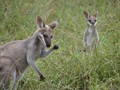 Wild Whiptail Wallaby with Joey at foot