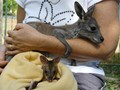Wallaroo and Red legged pademelon Joeys of similar age  